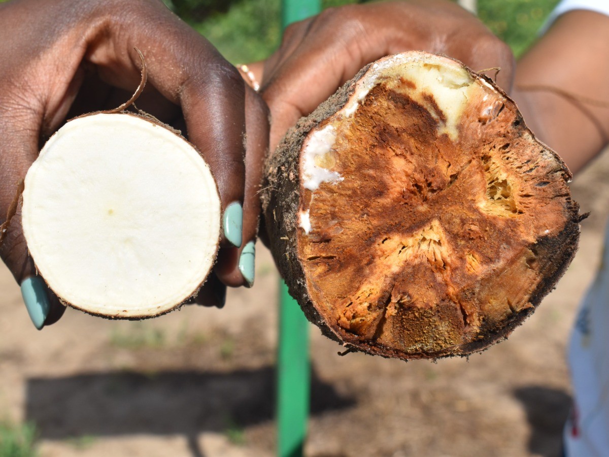 GM Cassava Nears Release in Kenya as Kinga Kuu Varieties Promise Higher Yields and Disease Resistance