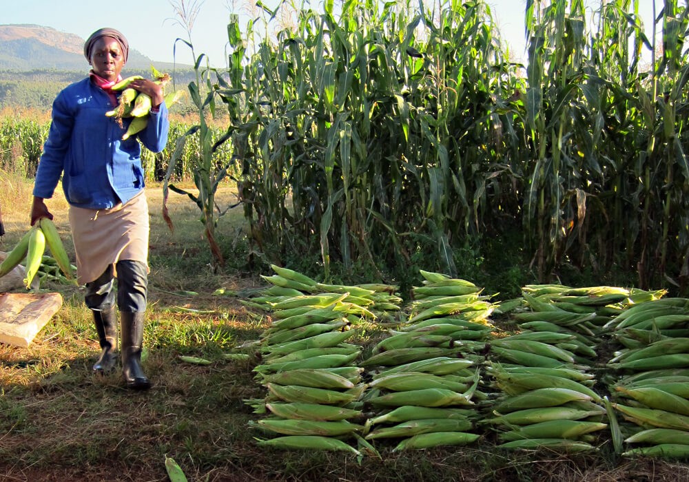 GM Maize Standoff: How Policy Delays Are Driving Kenya’s Food Crisis