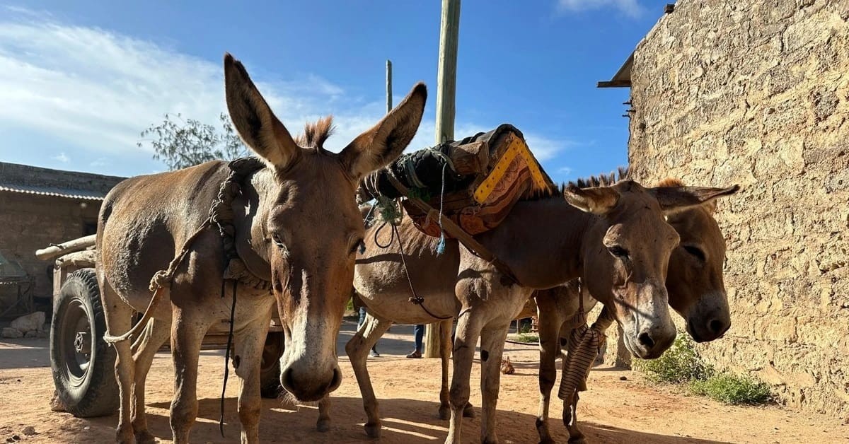 Rising Donkey Skin Demand Fuels Theft and Illegal Trade in Kenya, NCRC Report Reveals Growing Criminal Networks